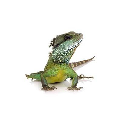 Reptile Party Supplies & Decorations