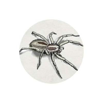Spooky Spiders Party Supplies & Decorations
