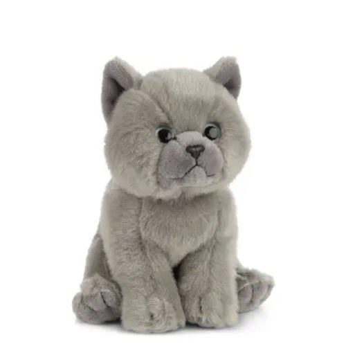 British shorthair shop teddy bear